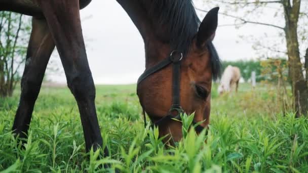 Ein dunkelbraunes Pferd weidet auf den schönen Feldwiesen - Pferd frisst Gras — Stockvideo