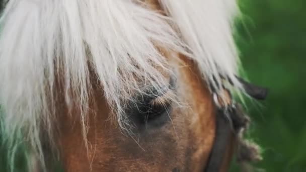 Un caballo marrón con melena rubia en los prados de campo - Flaxen Horse — Vídeos de Stock