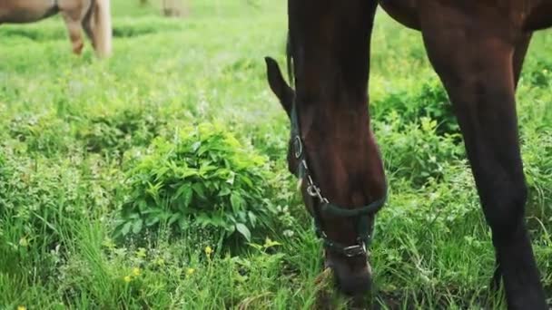 Un caballo de la Bahía Oscura paseando en los hermosos prados de campo - Escenas de la granja de caballos — Vídeos de Stock
