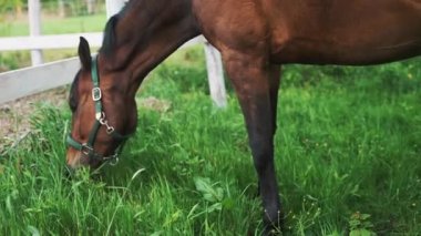 Gündüz vakti at çiftliğinde siyah yelesi olan Dark Bay Horse.