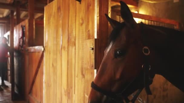 Un caballo de la Bahía Oscura mirando desde la ventana del establo - Horse Stable — Vídeo de stock
