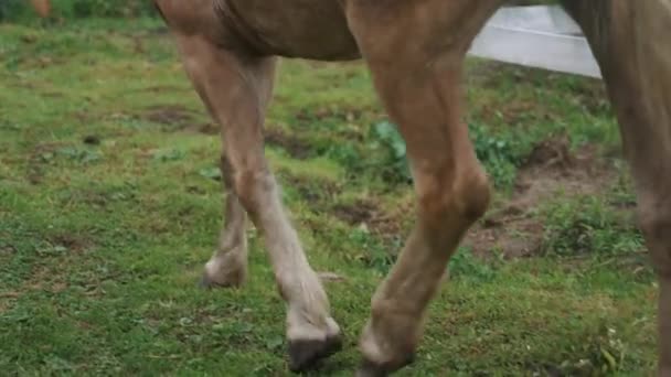 Propietario del caballo femenino tomando su caballo marrón claro para un paseo en el rancho del caballo — Vídeos de Stock