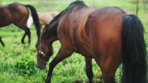 Dos caballos oscuros de la bahía con colas negras comiendo hierba en los hermosos prados — Vídeos de Stock