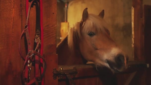 Un caballo marrón claro con una melena rubia mirando por la ventana del establo — Vídeos de Stock