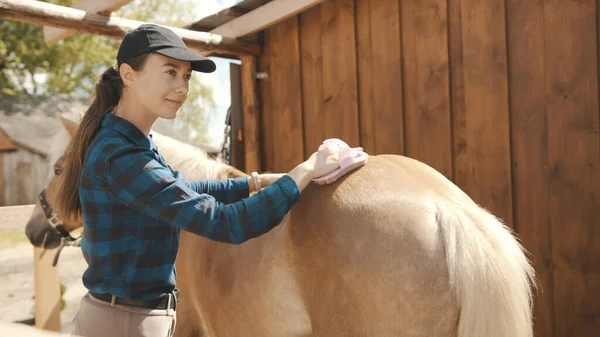 Female Horse Owner Brushing Off Dust From Her Palomino Horseback Using Horse Brush