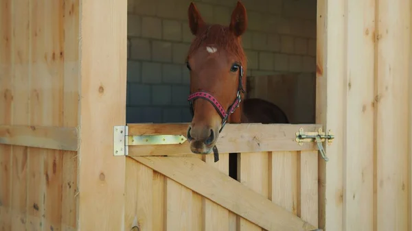 屋台の窓から外を見る栗の馬屋台で安定した馬 — ストック写真