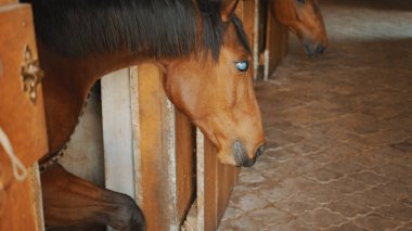 Ahırdaki koyu kahverengi kör bir at, ahırlı bir atın manzarası.