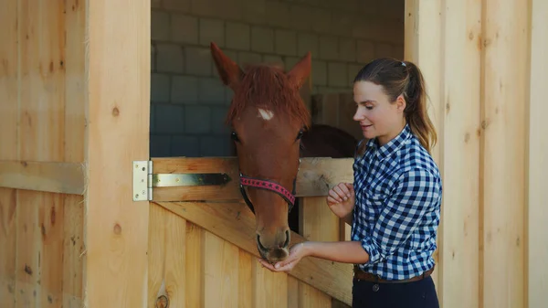 Female Horse Owner Feeding Her Dark Bay Horse Out Of Her Hand In The Horse Stable — Stock Photo, Image