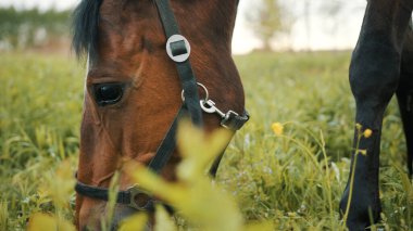 Koyu kahverengi at, çayır atında otluyor, siyah yeleli otları yiyor.