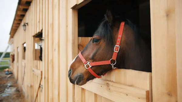 Ein dunkelbraunes Pferd mit schwarzer Mähne blickt aus dem Fenster des Stalls — Stockfoto