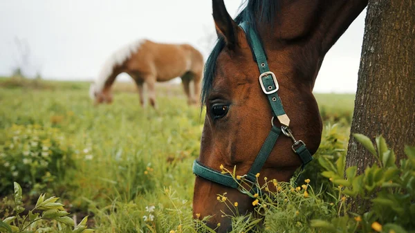 草原の牧草地で放牧する馬群暗い湾の景色馬草を食べる — ストック写真