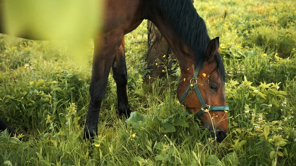 Ciemna zatoka Koń wypas w pięknym polu łąk w ciągu dnia — Zdjęcie stockowe