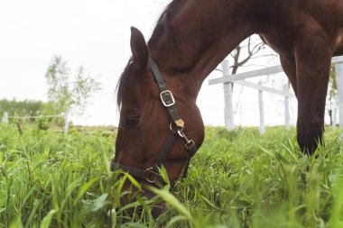 Çayırlarda otlayan koyu kahverengi bir at - At yiyen otların manzarası