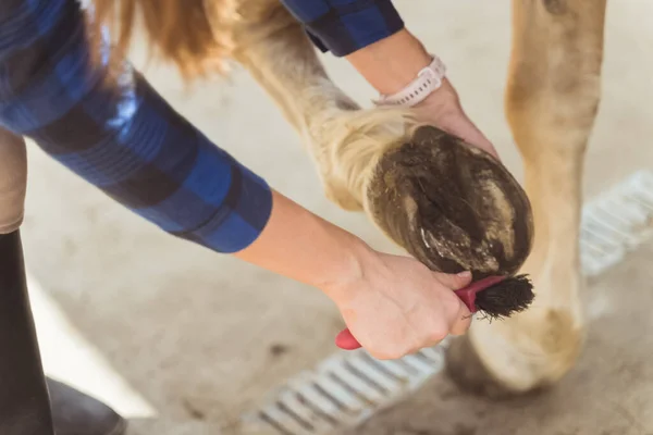 Końska kobieta czyszcząca końskie kopyto przy użyciu szpikulca do kopyt dbająca o higienę konia — Zdjęcie stockowe