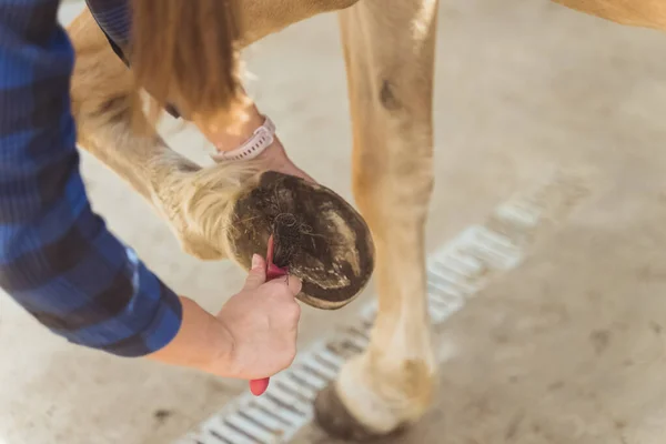 Mädchen mit dem Bein eines Palomino-Pferdes, das vor dem Stall Pferdehuf putzt — Stockfoto