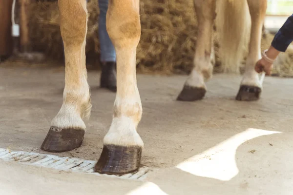 Light Brown Horses Hooves Are Being Oiled By Its Female Owner - Grooming Horses