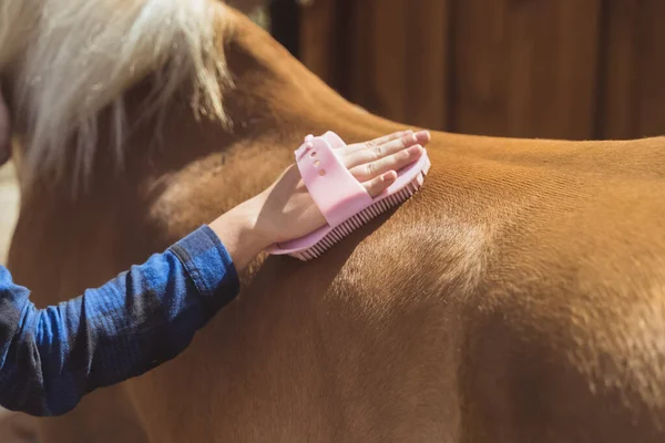 Hand Of Horse owner Brushing Off Dust From Her Flaxen Horse Back Using Brush
