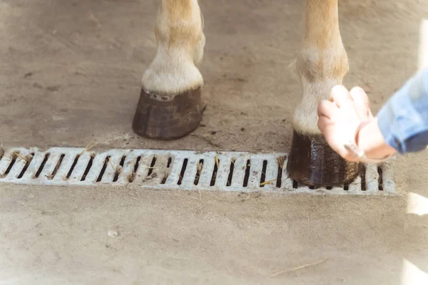 Hände eines Mädchens, die Öl auf einen Pferdehuf auftragen, der Hufe ölt, um sich vor Schäden zu schützen — Stockfoto