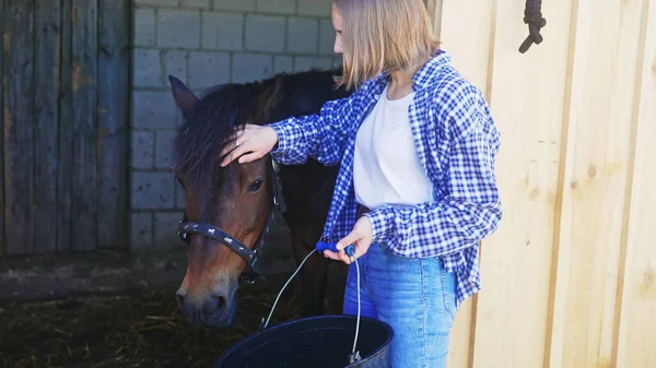 A young woman strokes a dark brown horse with a bucket in her hand — Stock Photo, Image