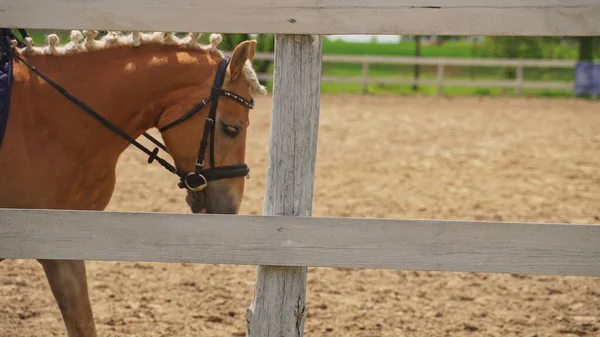 Um cavalo marrom claro com uma crina trançada fica ao lado de uma cerca de madeira — Fotografia de Stock