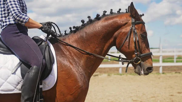 A jovem está na parte de trás de um cavalo com uma crina trançada — Fotografia de Stock