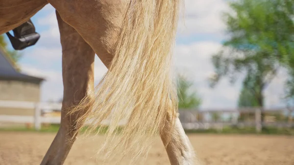 A parte traseira do cavalo num rancho de cauda clara a uma distância das árvores azuladas — Fotografia de Stock