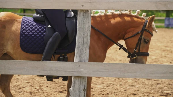 Um cavalo marrom claro está com um jockey em suas costas ao lado de uma cerca de madeira — Fotografia de Stock