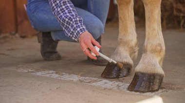 Elinde yüzük olan genç ve yakışıklı bir kadın elinde pipetle ahırdaki toynakları besliyor.