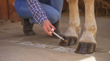 Elinde yüzük olan genç ve yakışıklı bir kadın ahırdaki toynakları besliyor.
