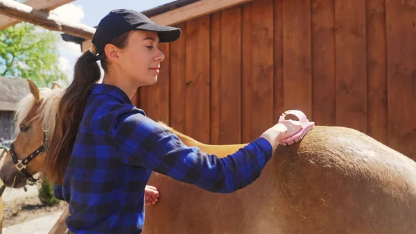 A young beautiful girl carefully brushes a light brown horse — Stock Photo, Image