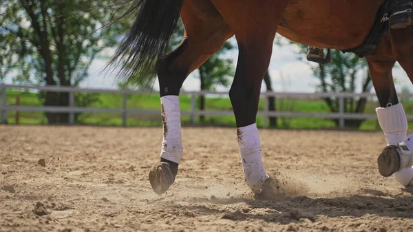 Foco na parte inferior do cavalo marrom que está galopando e levantando poeira — Fotografia de Stock