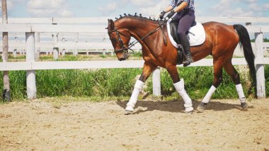 Çitin yanında kahverengi ata binen genç bir dişi ve yeşil bir tarla.