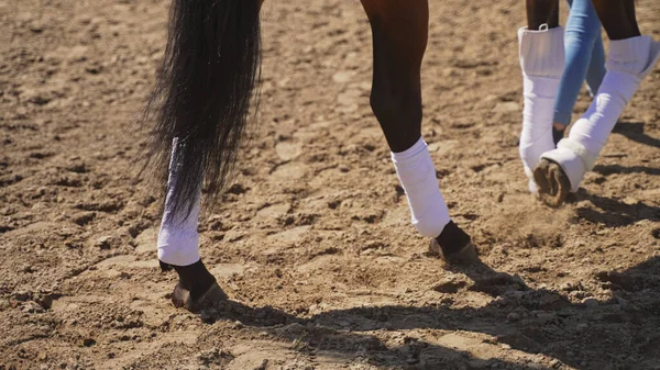 Uma pessoa desconhecida em jeans caminha um cavalo com foco em quatro pernas de cavalo e uma cauda — Fotografia de Stock