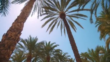 Tropikal Gündüz Bölgelerinde Palmiye Ağaçları Açık Mavi Gökyüzüne Karşı - Düşük Açı 