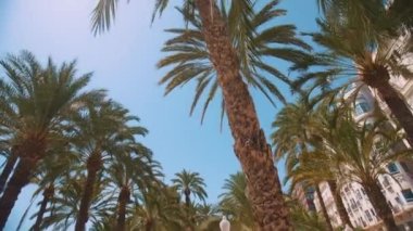 Açık mavi gökyüzüne karşı Palmiye Ağaçları Parlak güneşli bir günde Tropikal Alanlar Düşük Açı