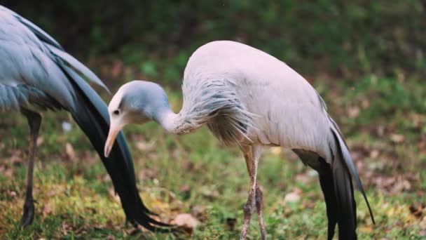 Gyönyörű fehér liba görbe nyakkal és fekete hegyű szárnyakkal a földön — Stock videók