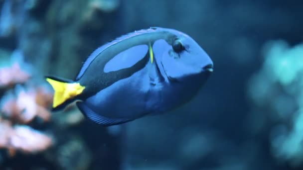 Κίτρινη ουρά ψαριών κολύμπι Θαλάσσιο ενυδρείο τροπικά ψάρια κάτω από το νερό World Concept — Αρχείο Βίντεο