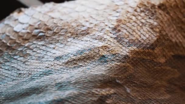 Dettagli della pelle squamosa del primo piano del serpente del sonaglio del diamondback occidentale — Video Stock