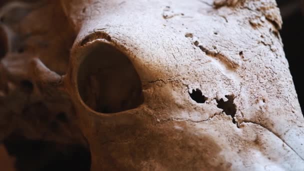 Rozbité zvíře lebka koncepce držení zbytků zvířat pro výzkumné účely — Stock video