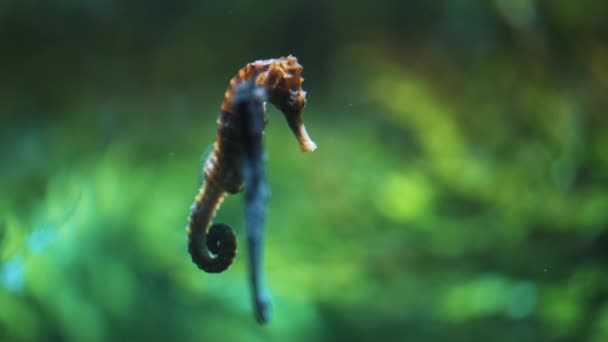 Dois cavalos marinhos Natação subaquática Hippocampus Guttulatus Subaquático World Concept — Vídeo de Stock