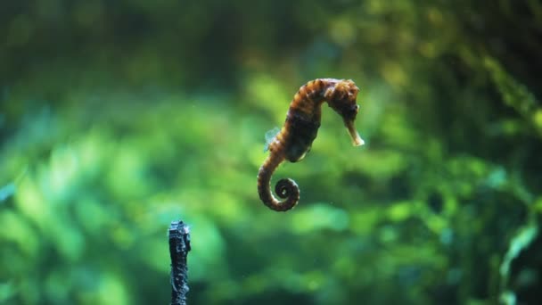 Isolated Colorful Seahorse Underwater A Unique Specie Concept Of Underwater World — Stock Video