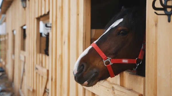 Ein Pferd mit Halfter steckt seinen Kopf durch die Öffnung des Stalls neben dem Metallgriff — Stockfoto