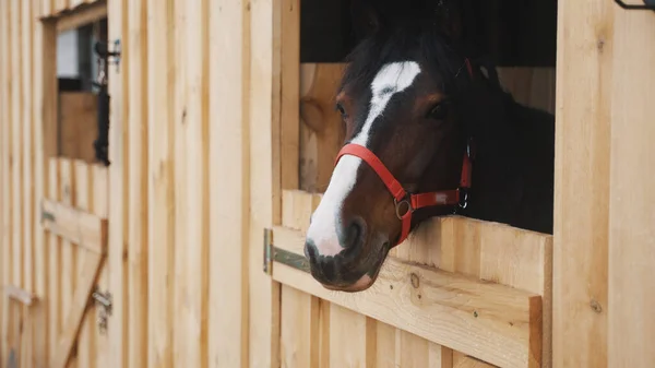 Le cheval avec la licou tire sa tête et se penche contre l'ouverture de la grange à côté de la poignée métallique — Photo