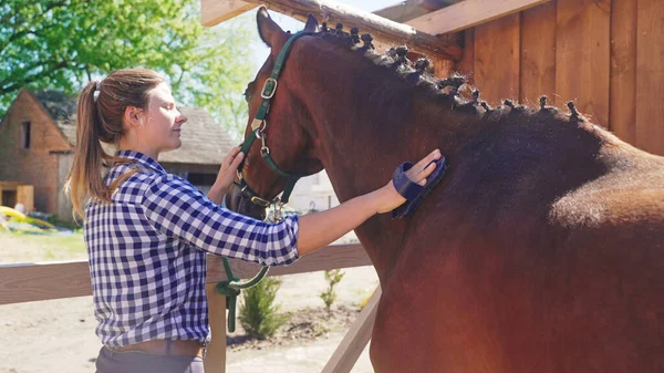 A young girl with long hair and a plaid shirt brushes it and stands by the horses head and holds it by the halter — Stock Photo, Image