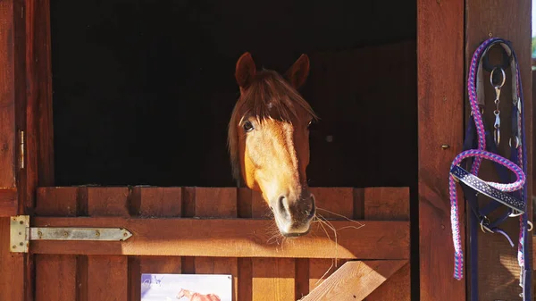Un cheval brun enfonce sa tête dans la partie ouverte de la porte à côté de l'équipement — Photo