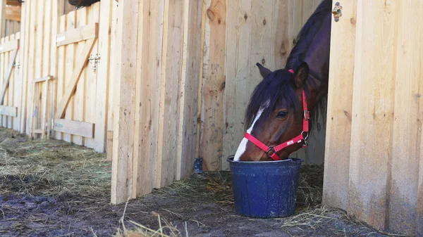 Ein dunkelbraunes Pferd kommt aus dem Stall und trinkt Wasser aus einem blauen Eimer — Stockfoto