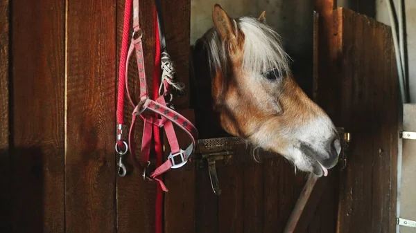 A ló bedugja a fejét a pajta ajtaján, a felszerelés mellett. — Stock Fotó