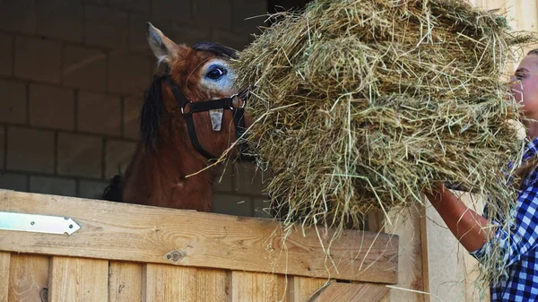 若い女の子が納屋のドアの開口部から馬の干し草を与えます — ストック写真