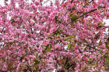 Türkiye 'nin İstanbul kentinde ilkbaharda yemyeşil kiraz çiçekleri