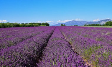 Açık bir yaz gününde çiçek açan lavantalar. Provence, Fransa